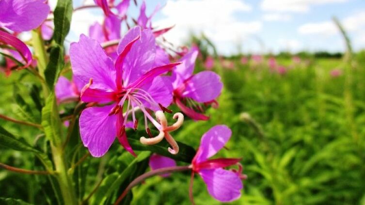 男性にとって紛れもない利点を持つファイアウィードの花序