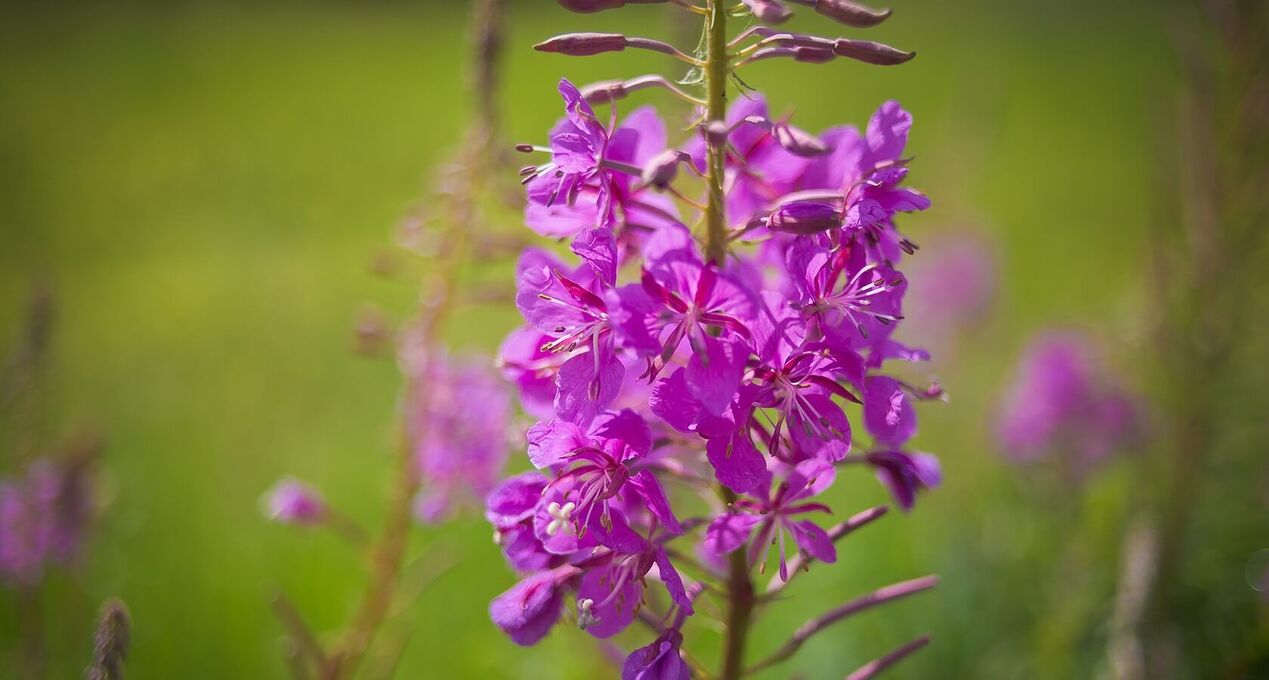 男性の健康のためのfireweed