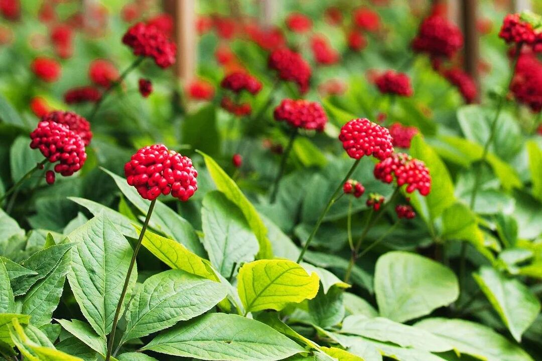 高麗人参の効能のための薬草